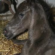 Anden særlig race Østergårds Faromi