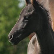 Anden særlig race Østergårds Faromi