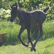 Anden særlig race Østergårds Faromi