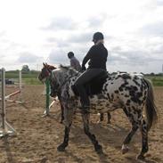 Knabstrupper Horsebjergs Tanqueray