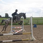 Knabstrupper Horsebjergs Tanqueray