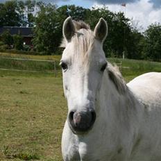 Anden særlig race - Mille Magic