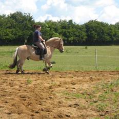 Fjordhest Campari :)<3har haft lånt
