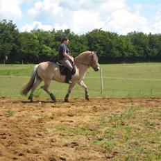 Fjordhest Campari :)<3har haft lånt