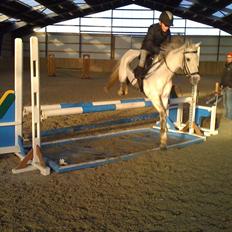 Hollandsk Sportspony Silverdream SOLGT