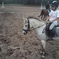 Hollandsk Sportspony Silverdream SOLGT