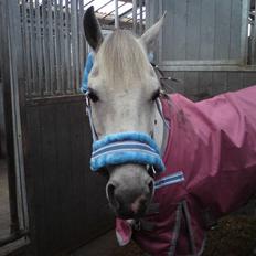 Hollandsk Sportspony Silverdream SOLGT