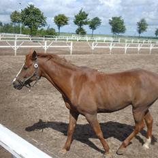 Hollandsk Sportspony Melano Van Orchid