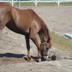 Hollandsk Sportspony Melano Van Orchid
