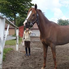 Hollandsk Sportspony Melano Van Orchid