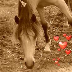 Anden særlig race Brammingborgs Cassiopia