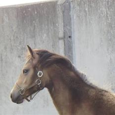 Anden særlig race Brammingborgs Cassiopia