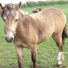 Anden særlig race Brammingborgs Cassiopia