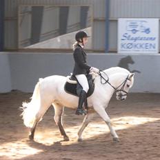 Anden særlig race Charlie Star