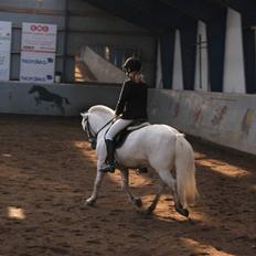 Anden særlig race Charlie Star