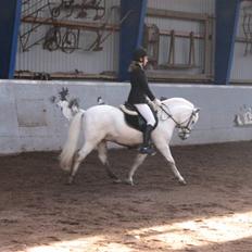 Anden særlig race Charlie Star