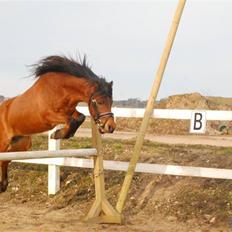 Kaspisk hest Rosmear Arad