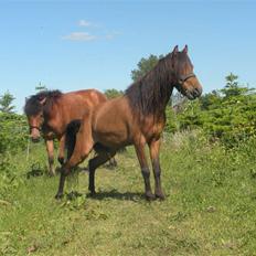 Kaspisk hest Rosmear Arad