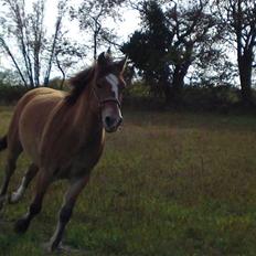 Anden særlig race Nemo