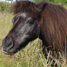 Shetlænder Østerlunds Tulle R.I.P. <3