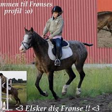 Knabstrupper Roosgårdens Frønse *redet