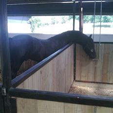 Frieser Thomas Gammelgaard