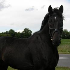 Dansk Varmblod Shicano