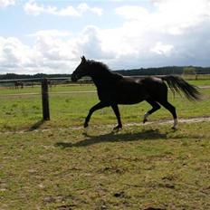 Dansk Varmblod Shicano