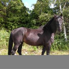 Dansk Varmblod Shicano