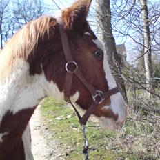 Pinto Svaglegårdens Manhatten