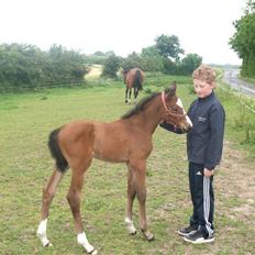 Dansk Varmblod Hesselgårdens Alina