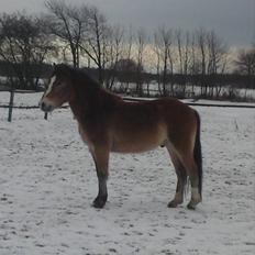 Anden særlig race Nemo