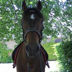 Anden særlig race Ari * R.I.P* :'(