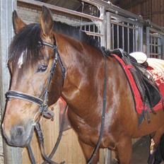 Anden særlig race Ari * R.I.P* :'(