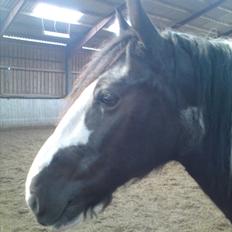 Irish Cob Toby