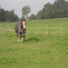 Dansk Varmblod Kirsebo`s Sally