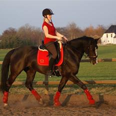 Dansk Varmblod Malue Åbo
