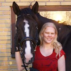 Dansk Varmblod Malue Åbo