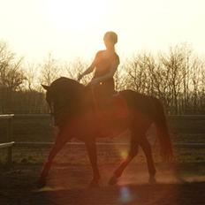 Dansk Varmblod Malue Åbo