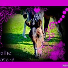 Traver Hallie [Min Hest]