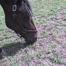 Traver Hallie [Min Hest]