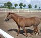 Hollandsk Sportspony Melano Van Orchid