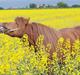 Bashkir Curly Little Cloud D 