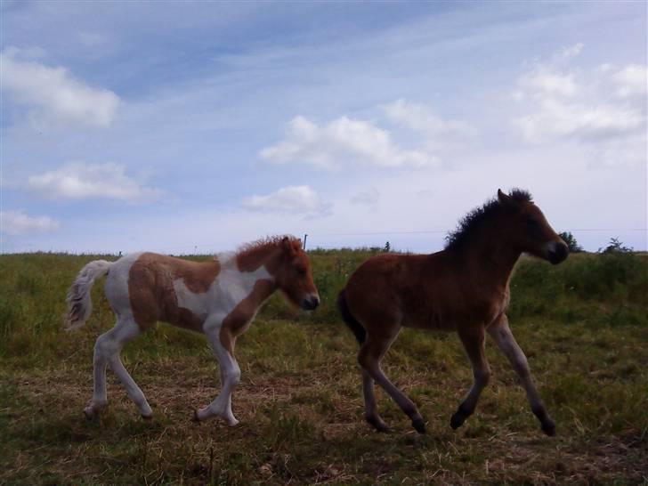 Islænder Mosedalens Kríla billede 8