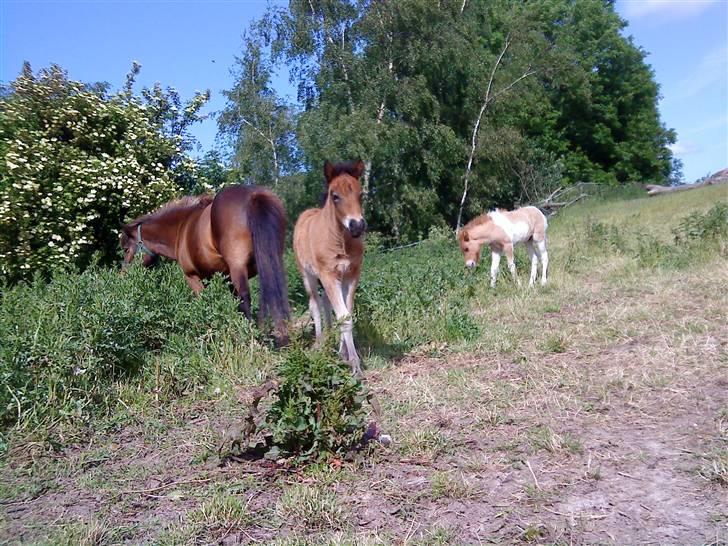 Islænder Mosedalens Kríla billede 9