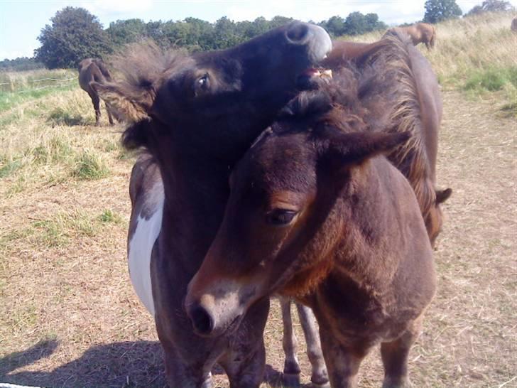 Islænder Mosedalens Kríla billede 10