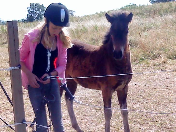 Islænder Mosedalens Kríla billede 11