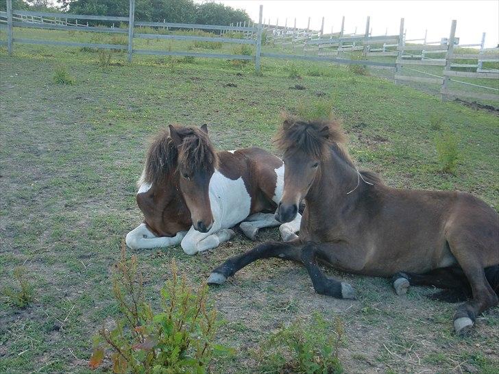 Islænder Mosedalens Kríla billede 12