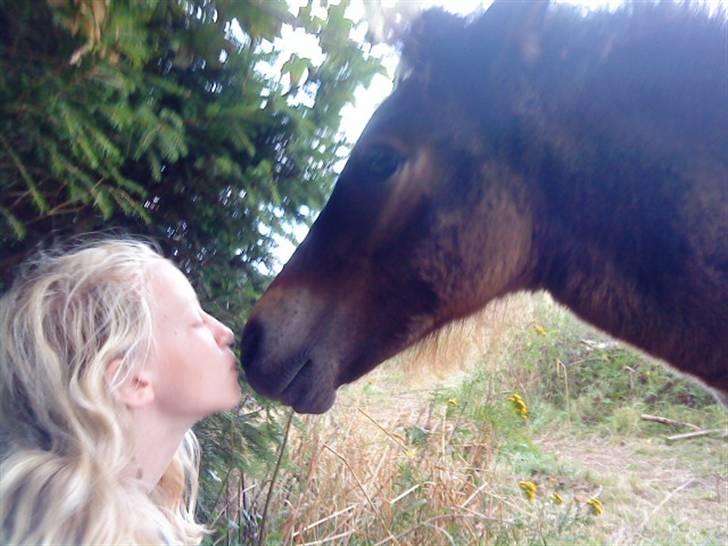 Islænder Mosedalens Kríla billede 13