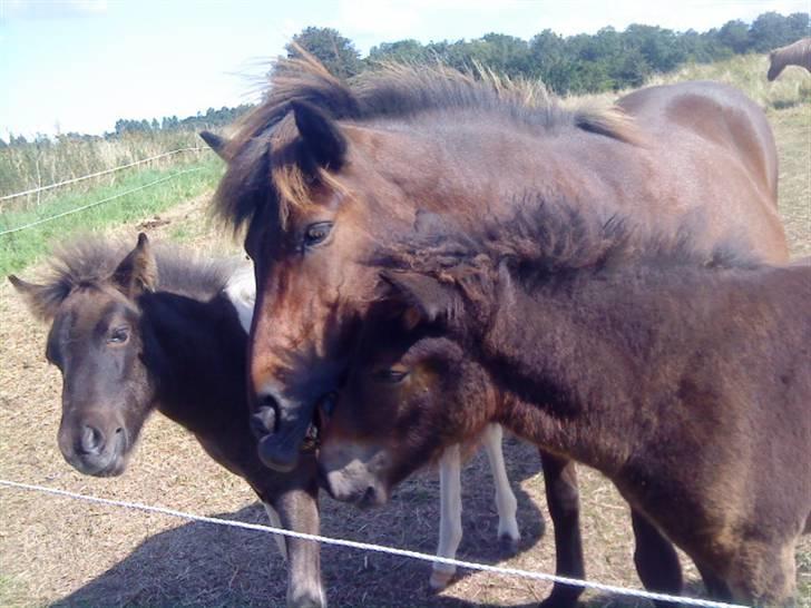 Islænder Mosedalens Kríla billede 14